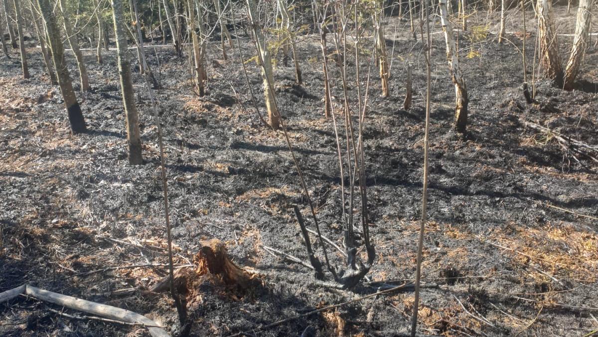 Drei Feuerwehren musste am 1. April einen kleinen Waldbrand in der Nähe des Wettelsheimer Sportplatzes löschen. Drei Feuerwehren musste am 1. April einen kleinen Waldbrand in der Nähe des Wettelsheimer Sportplatzes löschen.