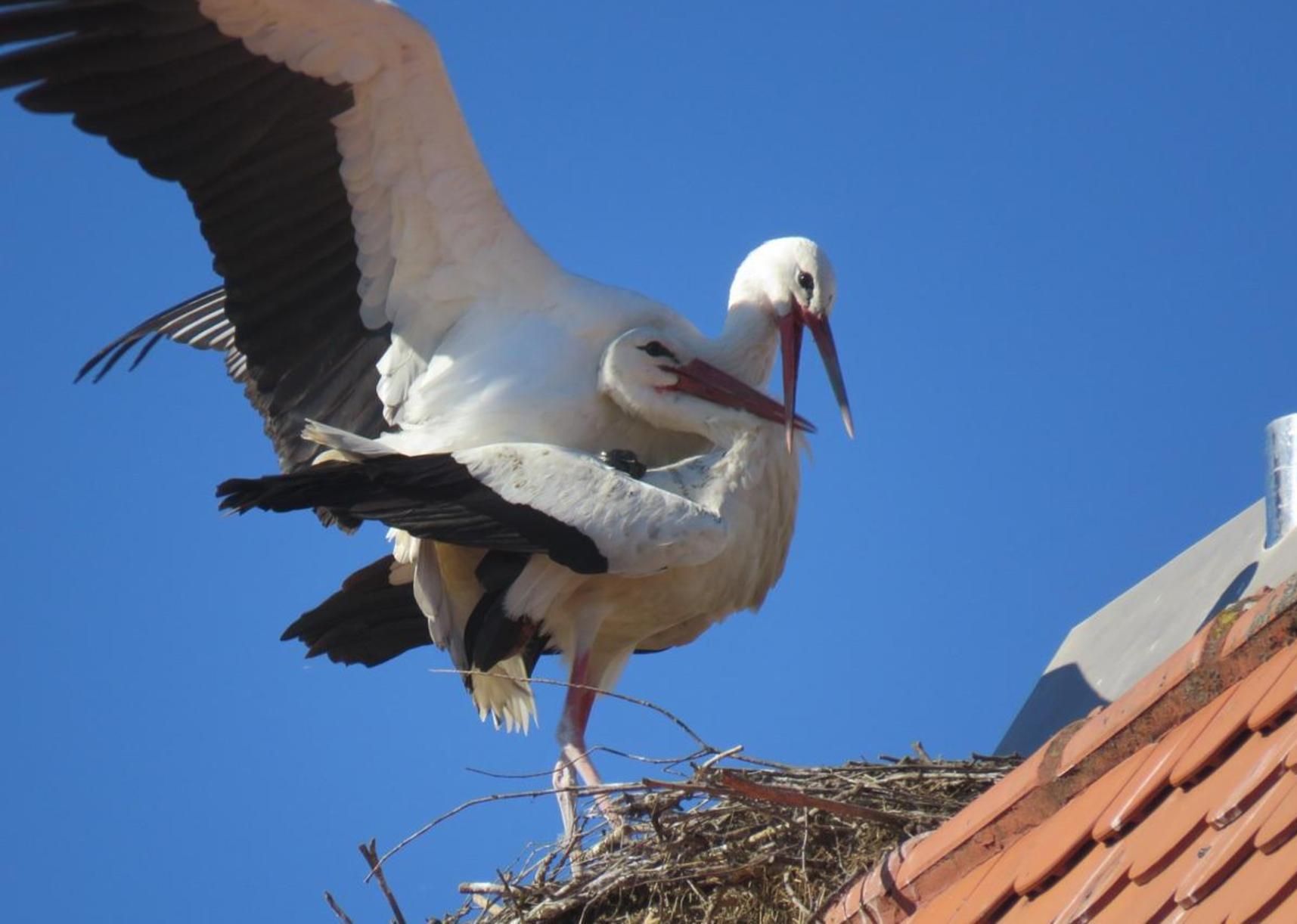 Hochstadter Storche Sind Fleissig Am Bauen Hochstadt Nordbayern De