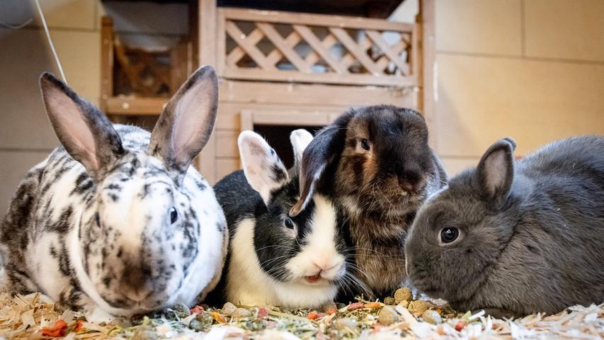 Ob langes oder kurzes Fell, einfarbig oder gescheckt: Im Tierheim warten viele samtige Langohren auf ein neues Zuhause! Am liebsten mit Artgenossen und viel Freilauf. Hauptnahrung der Kaninchen ist Heu, dazu ungespritztes "Grünzeug". Sie sollten nicht allein gehalten werden, auch wäre eine ausschließliche Käfighaltung auf keinen Fall artgerecht für die Tiere, die Bewegung brauchen. Es sind Kaninchen für echte Kaninchenfreunde im Hause sowie Kaninchen, die in verantwortungsvolle "Kinderhände" vermittelt werden können. Wer sich über die Haltung und Pflege von Kaninchen informieren möchte, dem sei die Homepage www.kaninchenwiese.de empfohlen.  Mehr Informationen gibt es beim Tierheim Nürnberg, Stadenstraße 90, 90491 Nürnberg, Telefon (0911) 919890.